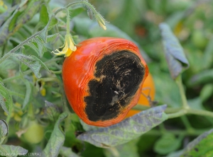 Una <b> <i> Alternaria </i> sp. </b> oportunista se ha asentado al final de un tomate maduro. Las telas podridas se desmoronan y un terciopelo negro las cubre.