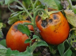 El área del pedúnculo de estos dos frutos de tomate presenta manchas cóncavas más o menos extensas ennegrecidas en su centro. <i> <b> Alternaria tenuis </b> </i> ...