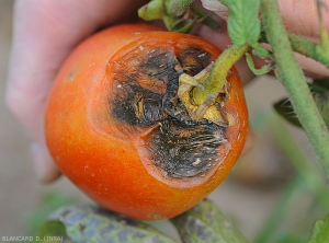 Flacidez de los tejidos de la zona del tallo del fruto del tomate que se cubre de moho negro. <i> <b> Alternaria tenuis </b> </i> ...