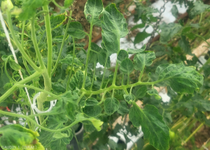 Tomate_ToBRFV_10