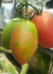 Tomate_ToBRFV_14