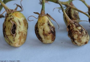 Varios cambios necróticos secos y grietas corchosas son claramente visibles en estos frutos todavía verdes.
 <b><i> Tomato spotted wilt virus </i>, TSWV</b>
