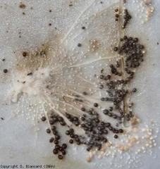 En el micelio de <i> <b> Athelia rolfsii </b> </i> se forman esclerocios de 1 a 3 mm de diámetro, que gradualmente se vuelven marrones.