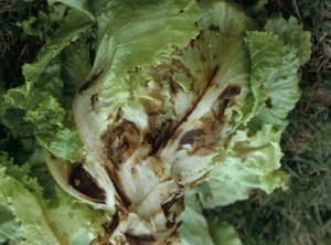 Varias hojas de esta ensalada muestran amplias manchas húmedas, de consistencia suave y de color marrón oscuro.  En algunos lugares, las telas se han derretido.  Una podredumbre está progresando en el corazón de la manzana.  <b> <i> Pythium </i> sp. </b> ("Enfermedades de <i> Pythium </i>")
