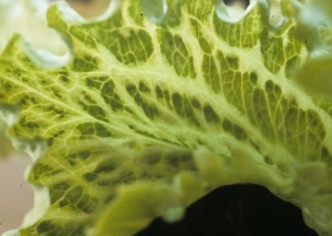 Eventualmente, grandes bandas de tejido que bordean las venas se ven afectadas, lo que le da a la hoja su apariencia de "venas grandes". <b><i>Mirafiori lettuce big-vein virus</i></b>
(MLBVV).