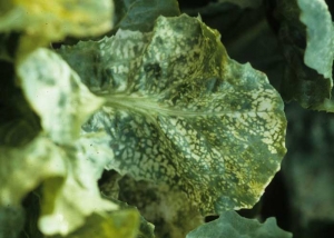 El amarilleo puede ser interveinal en forma de manchas que se extienden gradualmente. <b><i>Alfalfa mosaic virus</i></b>, AMV.
