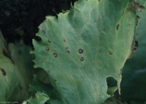 Las manchas, inicialmente húmedas, rápidamente se vuelven marrones; un área central permanece despejada. <b> <i> Cercospora longissima </i> </b>