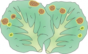 Salade-fig7