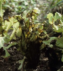 En algunas situaciones, las hojas se rompen y las ensaladas parecen derretirse.
<b> Bacterias varias </b> 