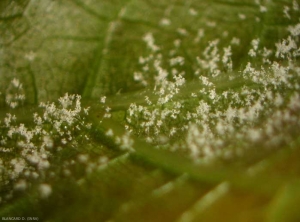 mildiou_sporulation
