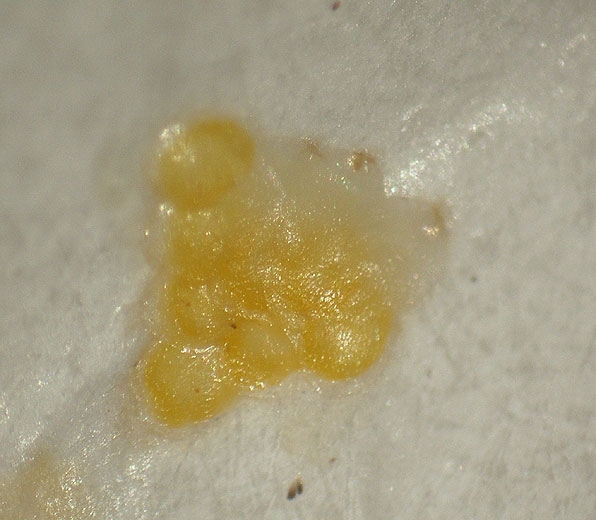 Eulia 7