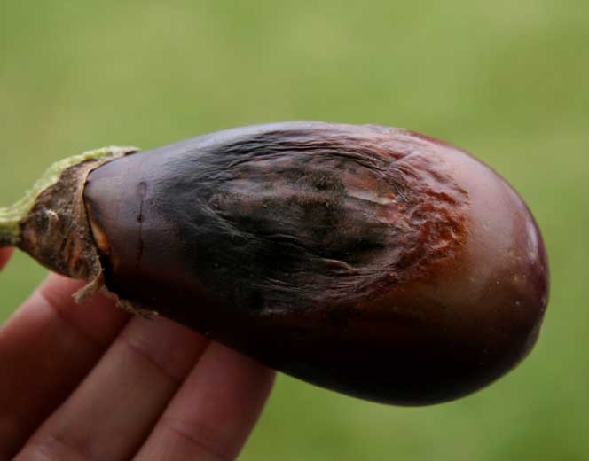 A terme, le mycélium ainsi que de nombreuses fructifications d'<i><b>Alternaria alternata</b></i> (syn. <i>Alternaria tenuis</i>) colonise la  surface lésée du fruit. <b>Alternariose</b>