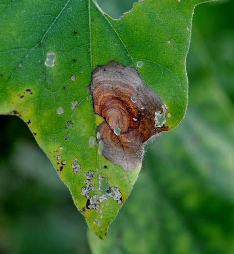 L'humidité a permis au mycélium de <i><b>Botrytis cinerea</b></i> de pénétrer localement le limbe de cette feuille, et une lésion nécrotique s'y est développée. En plus de motifs concentriques brun foncé, elle est recouverte en bordure du limbe d'une moisissure grise assez diffuse (moisissure grise, grey mold)

