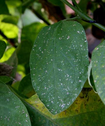 <b>Thrips</b> sur aubergine2