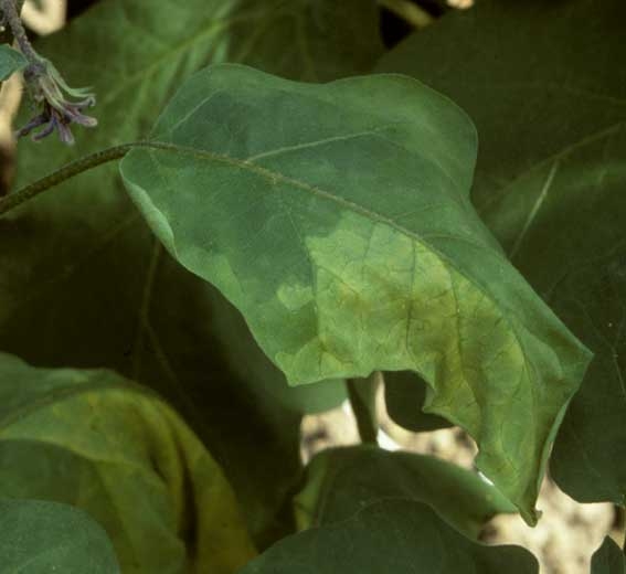 <b><i>Verticillium dahliae</i></b> (verticilliose, <i>Verticillium</i> wilt) sur aubergine21