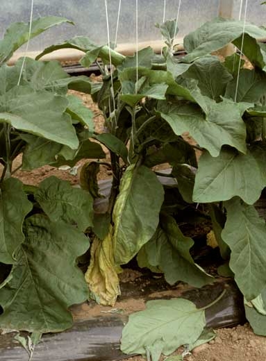 <b><i>Verticillium dahliae</i></b> (verticilliose, <i>Verticillium</i> wilt) sur aubergine30