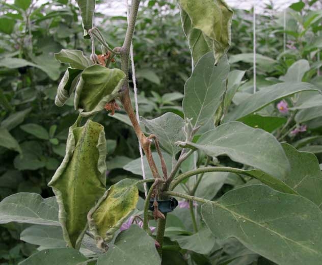 <i><b>Sclerotinia sclerotiorum</b></i> (sclérotiniose, <i>Sclerotinia</i> drop) sur aubergine 32