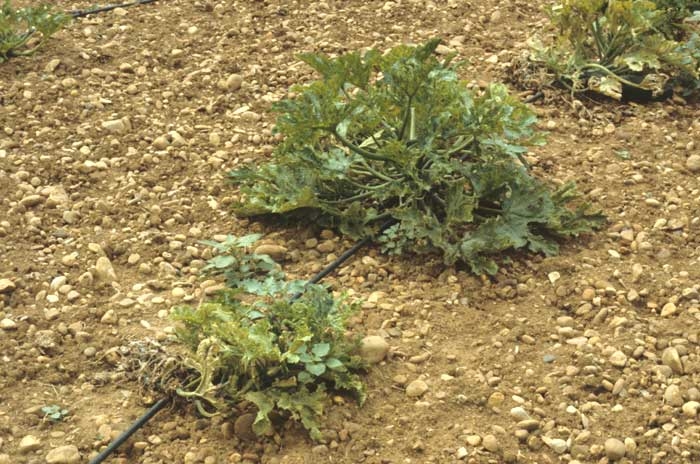 Pied de courgette dont la croissance a été bloquée très tôt à la suite d'une infection virale précoce. </b>Virus de la mosaïque jaune de la courgette </b>(<i>Zucchini yellow mosaic virus</i>, ZYMV)

