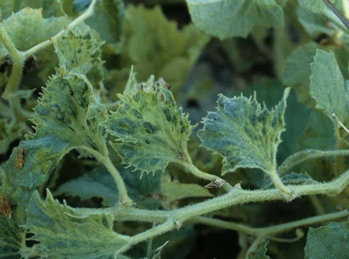 Rameaux portant plusieurs feuilles très déformées, cloquées et dentelées. </b>Virus de la mosaïque jaune de la courgette </b>(<i>Zucchini yellow mosaic virus</i>, ZYMV)
