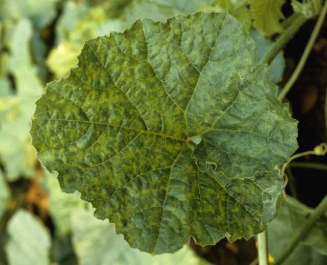 Symptôme sur feuille de melon du <b>Virus de la mosaïque du concombre</b> : une mosaïque en taches chlorotiques. (<i>Cucumber mosaic virus</i>, CMV)