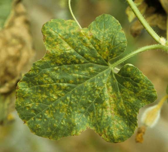  Feuille de melon couverte de petites taches jaunes parfois nécrotiques. <b>Réaction physiologique (hypersensibilité)</b>