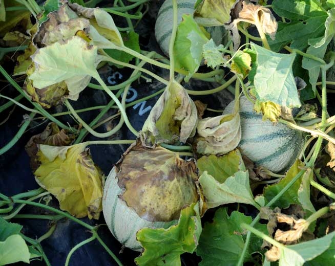 Sur ce pied de melon, on distingue bien plusieurs feuilles chlorotiques et flétries.
<i><b>Phomopsis sclerotioides</b></i> (pourriture noire racinaire)