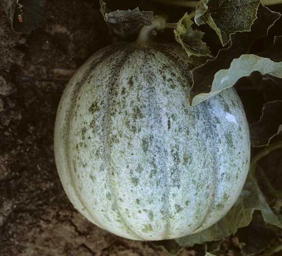 CMV1
