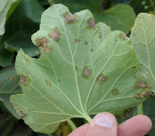 Sous le limbe de cette feuille, on distingue bien par transparence le halo humide qui ceinture chaque tache. <b><i>Pseudomonas syringae</i> pv. <i>aptata</i></b> (brûlure bactérienne)