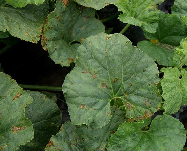 De nombreuses taches graisseuses devenant progressivement nécrotiques, de forme irrégulière, sont apparues sur ces feuilles de melon. <i><b>Pseudomonas syringae</b></i> (bactériose du melon)