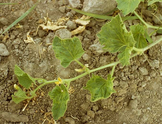 Les feuilles de se rameau de melon sont mosaïquées et légèrement déformées. <b>Virus de la mosaïque de la pastèque</b> (<i>Watermelon mosaic virus</i>, WMV)