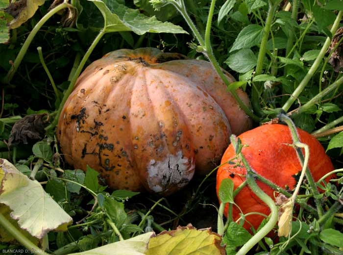 Une lésion humide s'est initiée sur la partie de cette courge au contact du sol. Un feutrage blanc recouvre en partie la lésion. <b><i>Fusarium solani</i> f. sp. <i>cucurbitae</i></b>. (fusariose à pourritures du collet et des fruits, Fusarium crown and foot rot, fruit rot)