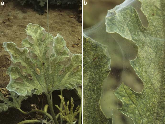 <i><b>Tetranychus urticae</b></i> :
a) lors de fortes infestations (ici sur courgette), on observe des toiles soyeuses qui se développent autour des feuilles contaminées ;
b) dans ces toiles, on peut observer les nombreux acariens jaunâtres.
<b>Dégâts d'acariens</b>