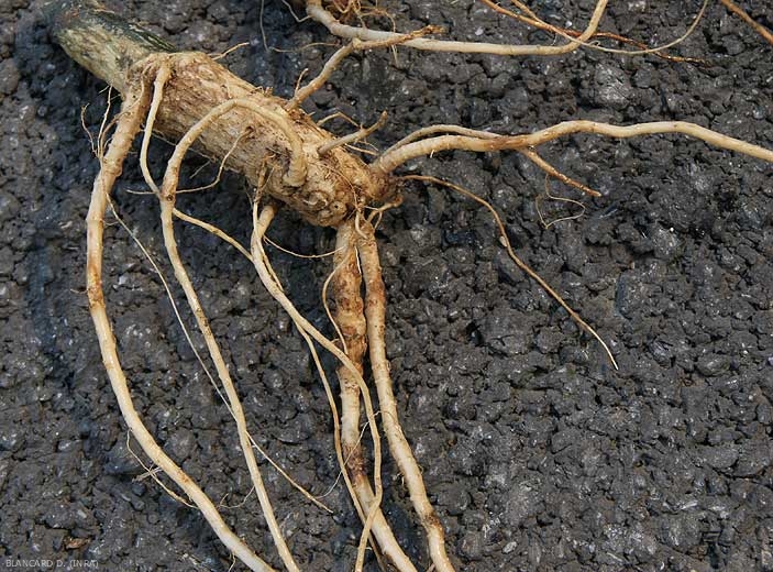 Ce système racinaire de courge révèle des racines localement fortement subérisées, l'extrémité de certaines est plus ou moins pourrie.  <i><b>Phomopsis sclerotioïdes</b></i> (pourriture noire racinaire) (black root rot)