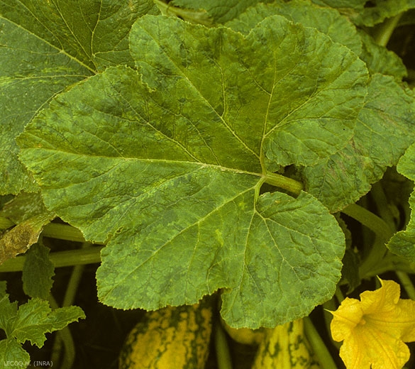 Mosaïque déformante sur feuille de courge. <b>Virus de la mosaïque de la pastèque</b> (<i>Watermelon mosaic virus</i>, WMV)