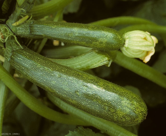 Le parasitisme du <i/>virus de la mosaïque de la pastèque</b> est révélé par une mosaïque, ainsi que par quelques taches vert clair, concaves, déformant légèrement ce jeune fruit de courgette. (<i>Watermelon mosaic virus</i>, WMV)
