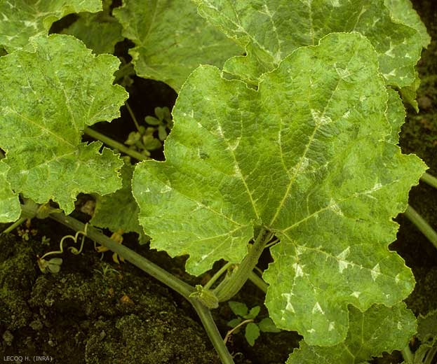 Feuilles de courge affectées entièrement par une mosaïque plutôt faible. <b>Virus des taches en anneaux du papayer</b> (<i>Papaya ring spot virus</i>, PRSV)