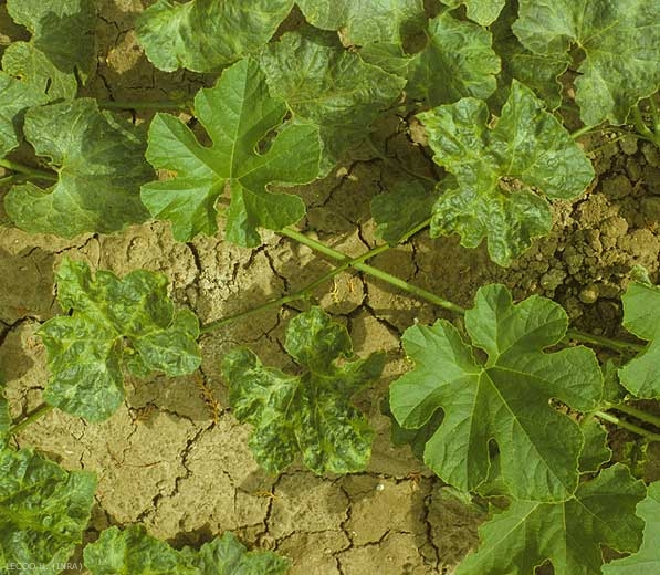 Pied de courge manifestant des symptômes liés à une attaque du <b>Virus des taches en anneaux du papayer</b>. (<i>Papaya ring spot virus</i>, PRSV)