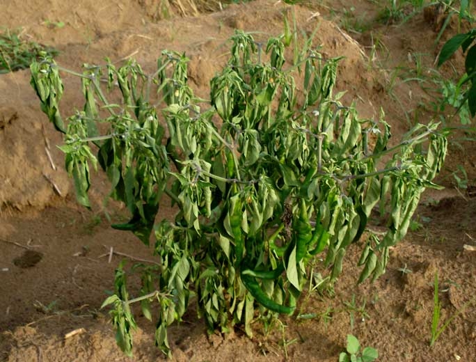 Ralstonia solanacearum (ex. Pseudomonas solanacearum, flétrissement bactérien, bacterial wilt) 15
