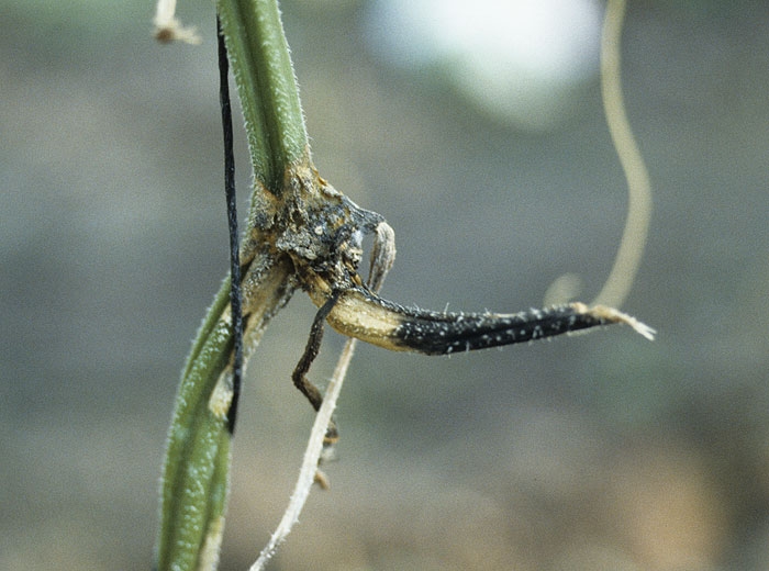 <b><i>Didymella bryoniae</i></b> (chancres gommeux sur tige) 7