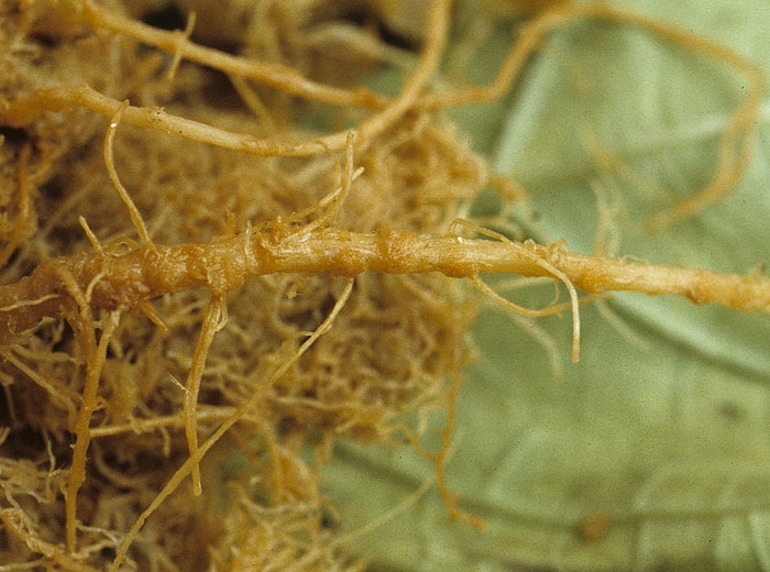 Racines et radicelles brunes et pourries. <b>Pythiacées diverses</b> (<i>Pythium</i> spp., <i>Phytophthora</i> spp., pourritures et pertes racinaires)