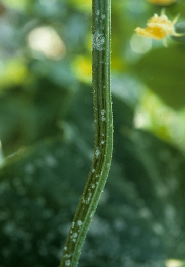 Nombreuses petites taches poudreuses blanches sur tige de concombre. <b><i>Podosphaera fuliginea</i></b> (ex <i>Sphaerotheca fuliginea</i>, oidium, powdery mildew)