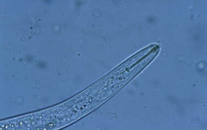 Le stylet de ce nématode adulte est particulièrement bien visible. <i>Pratylenchus</i> sp. (lesion nematodes) 