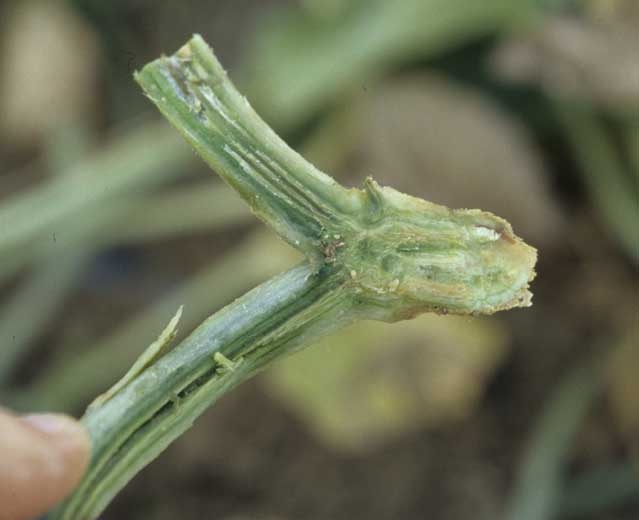 Une coupe longitudinale de la tige permet de constater que les vaisseaux sont bruns à certains endroits. <b><i>Fusarium oxysporum</i> f. sp. <i>melonis</i></b> (fusariose du melon)