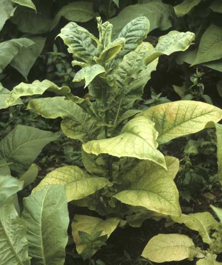 Les feuilles dernièrement formées sont de taille réduite ; de plus, les entre-noeuds sont beaucoup plus courts, ce qui traduit bien un ralentissement de la croissance de la plante. <b>Stolbur</b>
