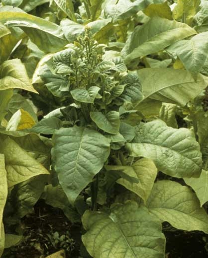 Dans le cas de ce Virginie, le phytoplasme qui l'infecte induit la prolifération de nombreux bourgeons axillaires aux entre-noeuds courts et aux feuilles petites. Cela confère à l'apex de la plante l'aspect d'un buisson. <b>Stolbur</b>
