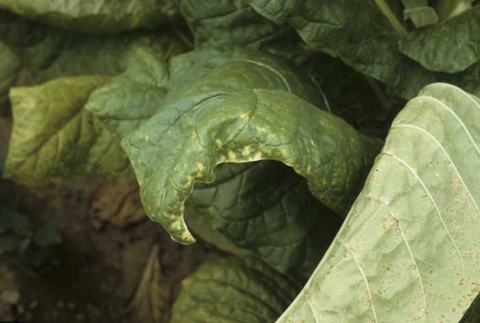 Les feuilles basses chlorosent en périphérie et se recroquevillent progressivement. <b>Carence en potassium</b>
