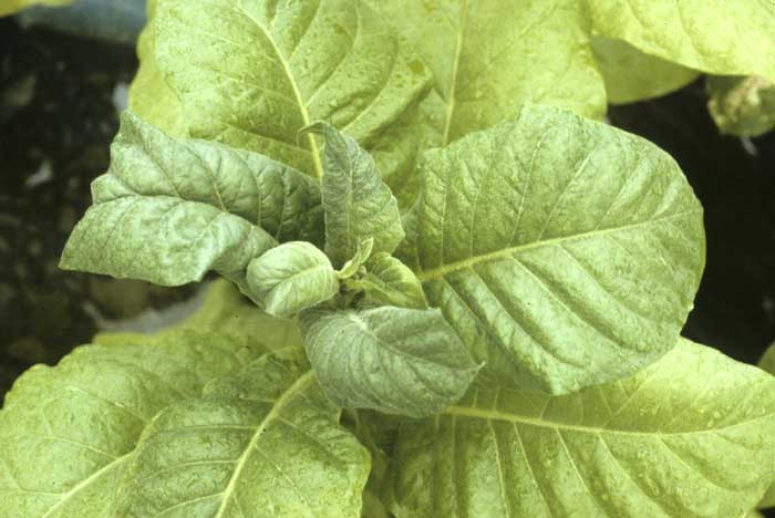 La totalité des jeunes feuilles formées, en plus d'être plus ou moins chlorotiques, sont légèrement gaufrées et enroulées. <b>Phytotoxicité</b>
