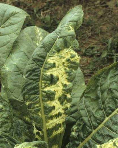 Une sévère mosaïque déformante affecte une portion du limbe de cette feuille de la variété Burley. <b>Virus de la mosaïque de la luzerne </b>(<i>Alfalfa mosaic virus</i>, AMV)
