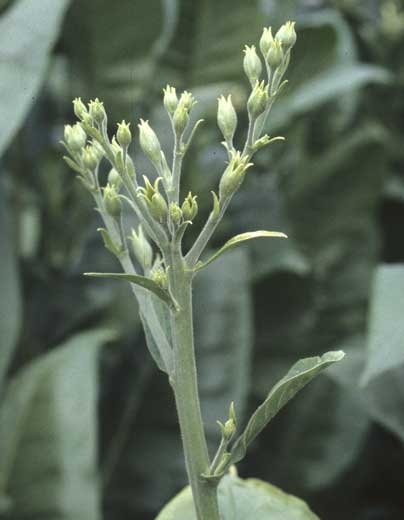 Les fleurs de l'inflorescence sont souvent stériles et de petite taille. <b>Stolbur</b>
