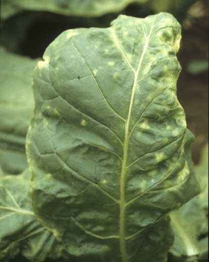 Cette feuille a malencontreusement reçu un pesticide surdosé ; en plus de jaunissements internervaires, elle est aussi notablement déformée en périphérie du limbe. <b>Phytotoxicité</b>
